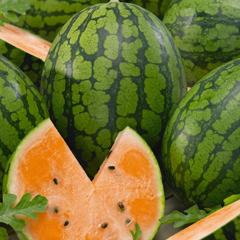Tendersweet Orange Watermelon (Organic) True Leaf Market