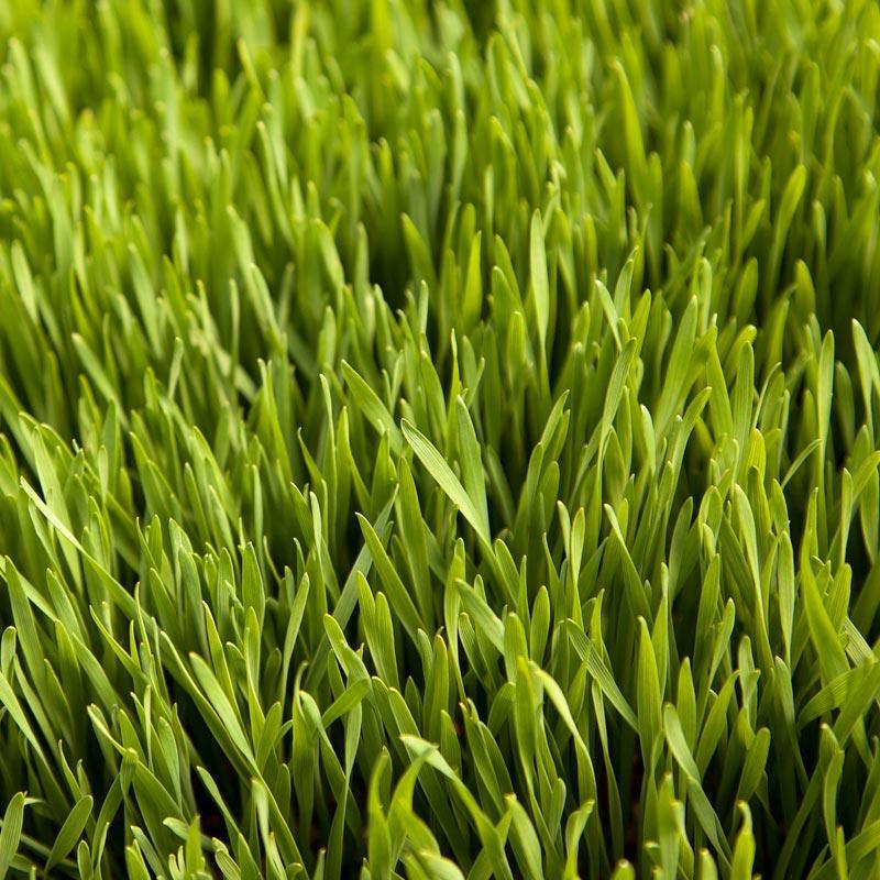 organic wheat seed for planting Wheat Red Winter Seed (lb)