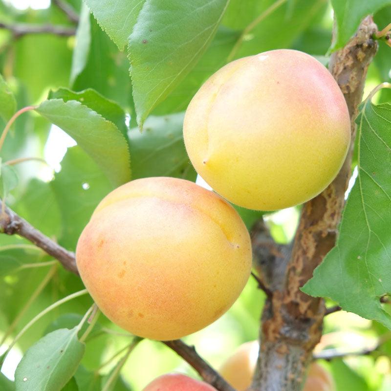 White Knockout Apricot Tree Grow Organic