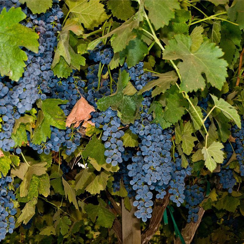 Shiraz (Syrah) Wine Grape Vine Grow Organic