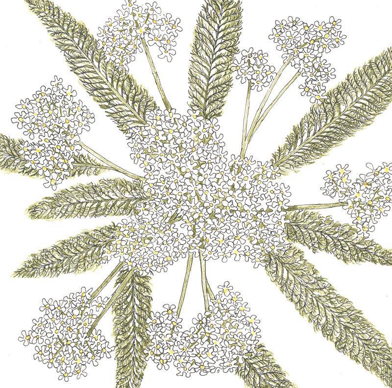 Yarrow, White (lb) Peaceful Valley