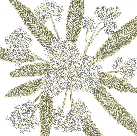 Yarrow, White (lb) Peaceful Valley
