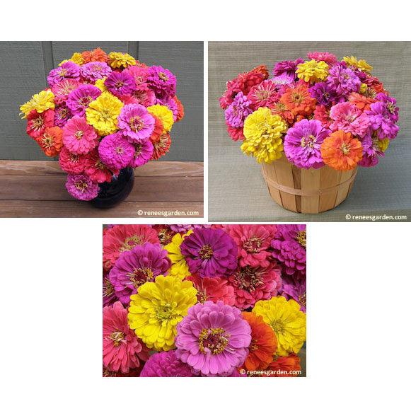 Cabaret Double Cutting Zinnia Flower Seeds Renee's Garden
