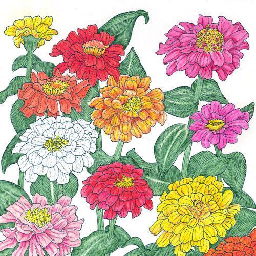 Zinnia, California Mix (lb) Peaceful Valley
