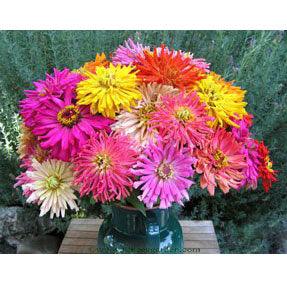Raggedy Anne Cactus Zinnia Flower Seeds Renee's Garden