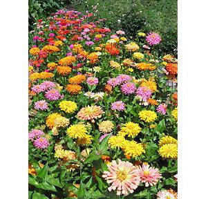 Raggedy Anne Cactus Zinnia Flower Seeds Renee's Garden