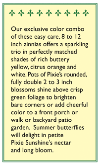 Pixie Sunshine Zinnia Flower Seeds Renee's Garden