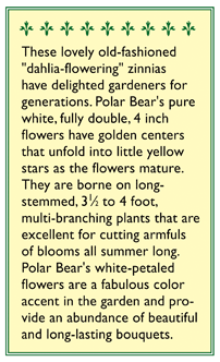 Polar Bear Zinnia Flower Seeds Renee's Garden
