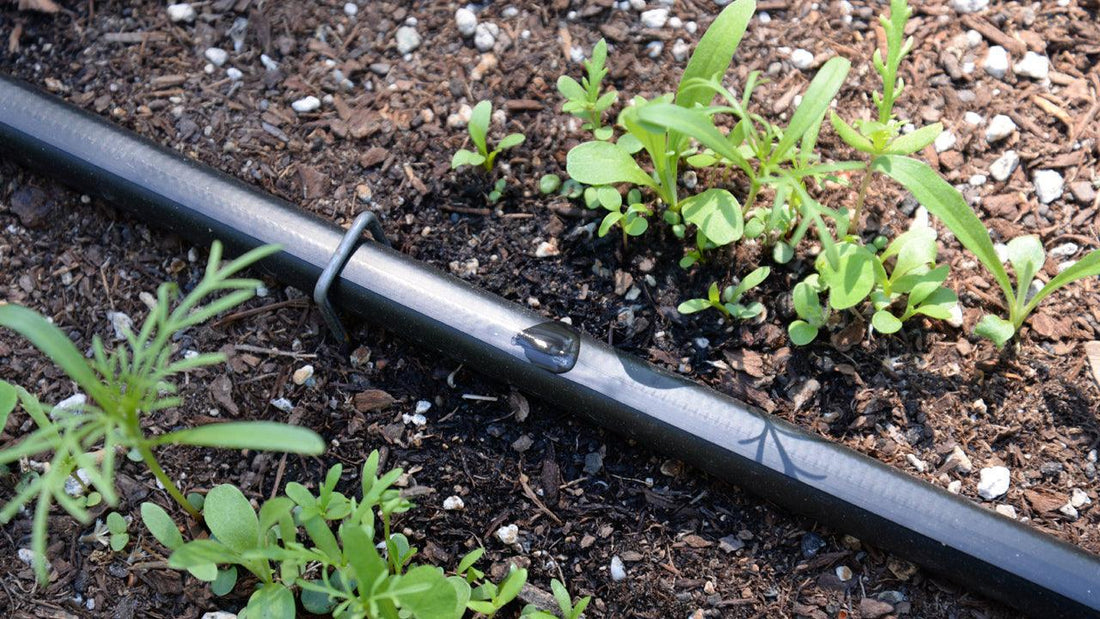 10 Tips for Water Conservation in Vegetable Gardens - Grow Organic