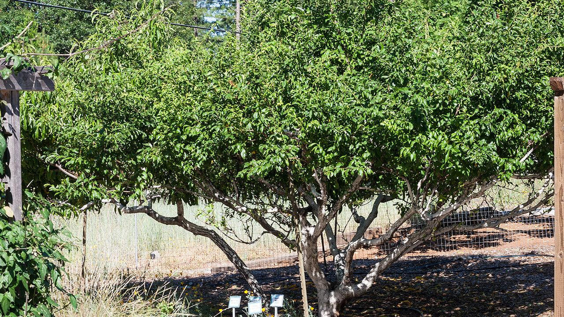 High Density Planting and Pruning Fruit Trees for the Home Orchard