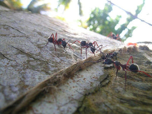 How to Get Rid of Ants