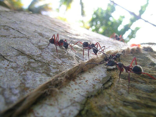 Ants walking along a fallen branch
