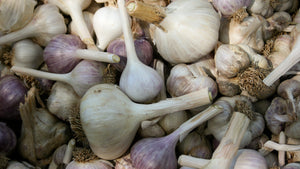 9 Steps for Growing Big Garlic!