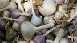 9 steps for big garlic