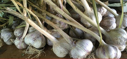 Freshly harvested garlic bulbs with long stems