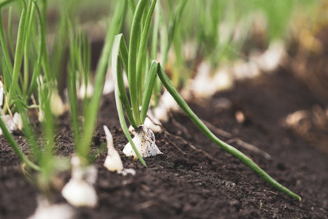 A Close Up on Onions Planted in Soil