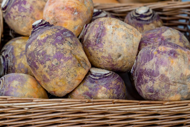 A basket full of seasonal Swedes