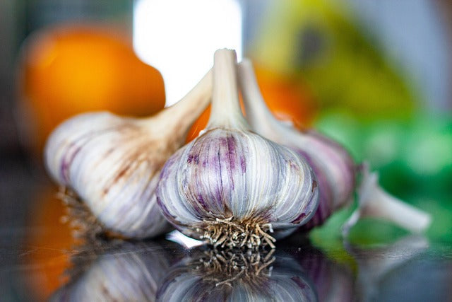 Freshly harvested hardneck garlic bulbs