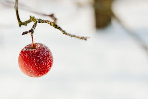 Fruit Tree Chill Hours Explained: How to Estimate Winter Chill