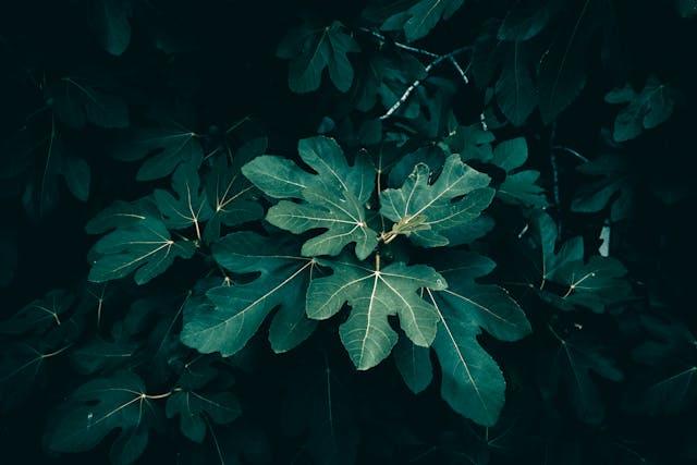 Healthy dark-green leaves on an edible fig tree