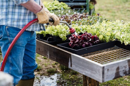 A farmer waters trays of lettuce and vegetables in an outdoor garden, promoting organic farming