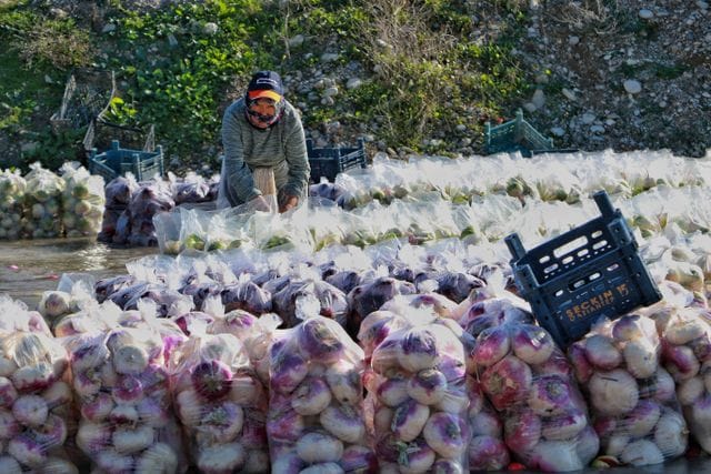 Turnips in bags – A person arranging bags of freshly harvested turnips in an outdoor agricultural setting