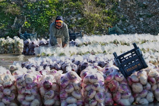 Turnips in bags – A person arranging bags of freshly harvested turnips in an outdoor agricultural setting