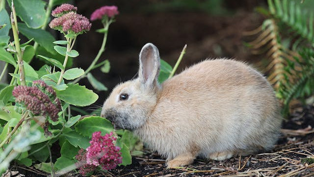 Does Blood Meal Repel Rabbits and Other Garden Pests? – Grow Organic