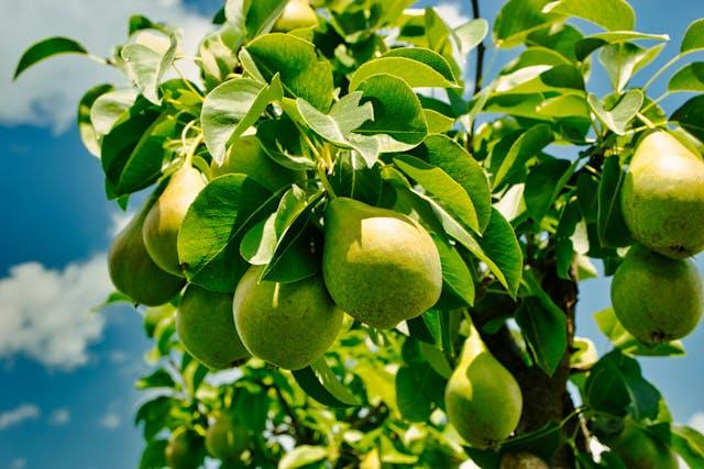 Mature pear tree showing canopy size in full sun
