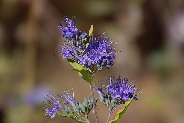 Alfalfa Flowers