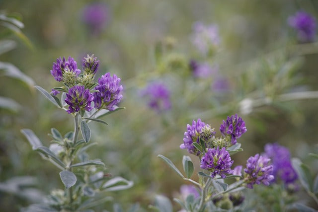 Purple alfalfa flowers blooming in a field