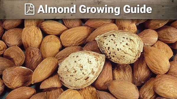Almond blossoms and nuts for a complete almond growing guide