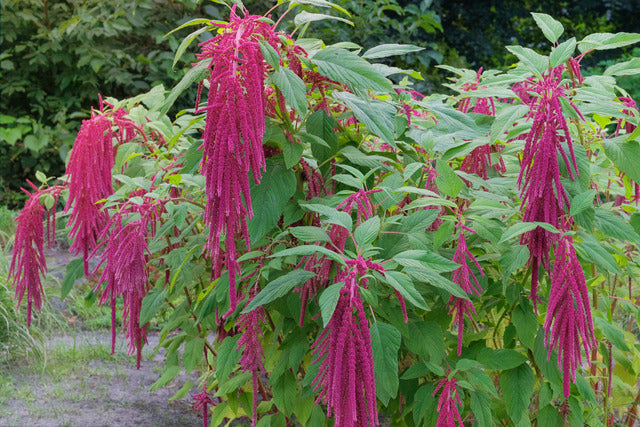 Crimson Love-Lies-Bleeding amaranth flower tassels