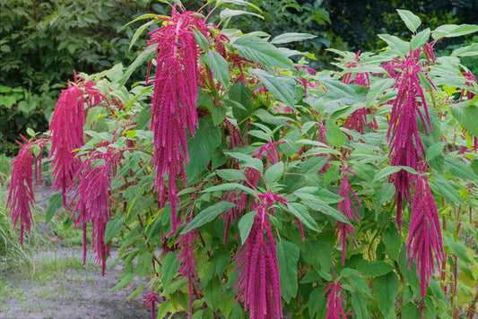 Amaranth Love Lies Bleeding: Why Gardeners Love It