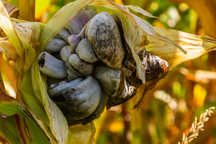An unusual cluster of deformed corn on the stalk