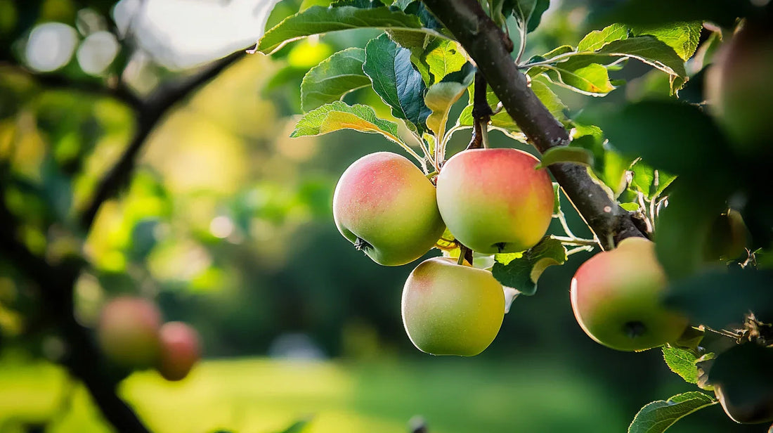 Fruit tree orchard used to evaluate microbial inoculant compatibility