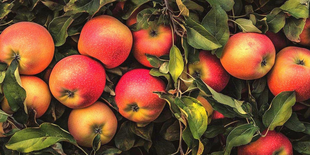 Healthy apple tree growing in suitable soil and climate