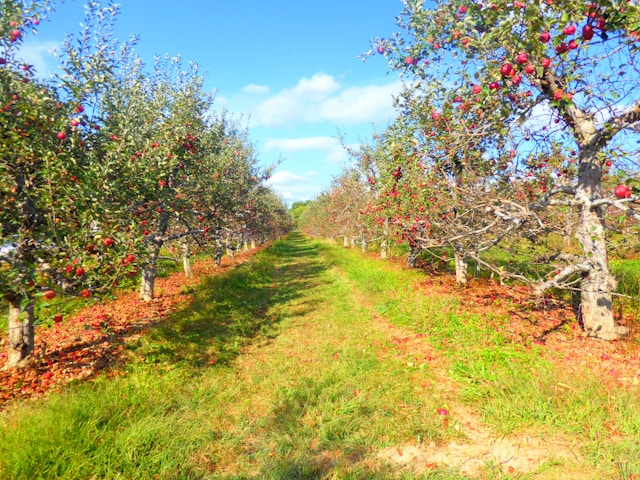 Apple orchard with compatible trees for cross-pollination