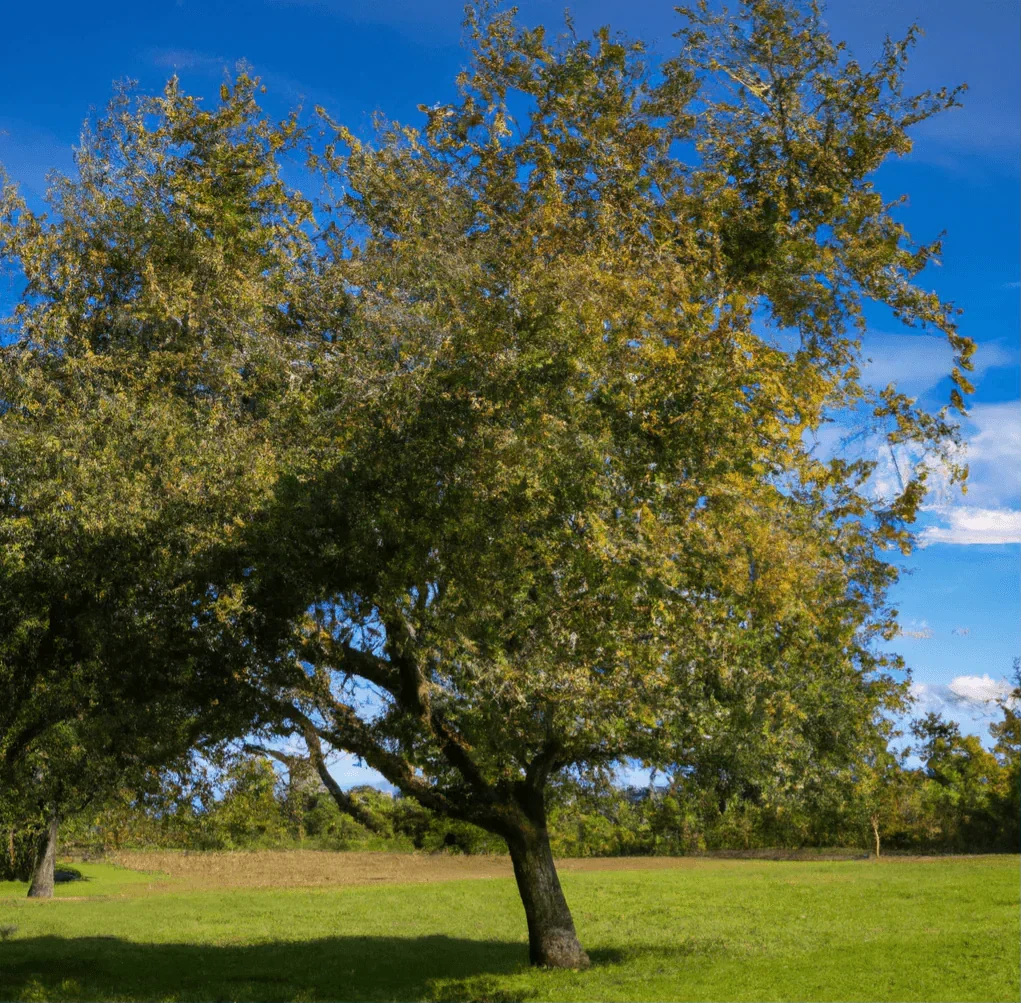 Apple tree used to explain the codling moth life cycle