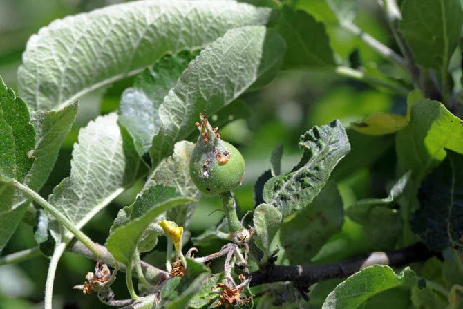 Apple fruit damaged by apple sawfly larvae
