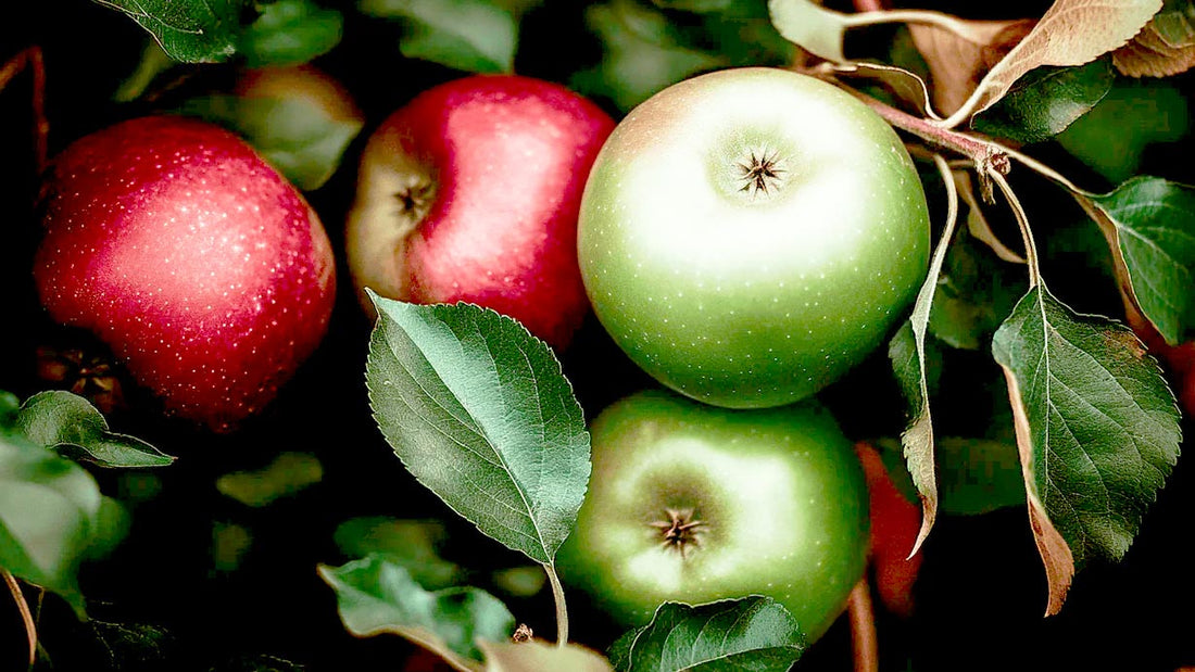 Apple trees showing dwarf, semi-dwarf, and standard size differences
