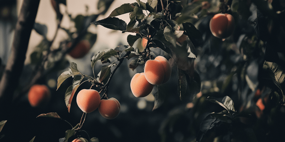 Ripe apricots hanging on a tree