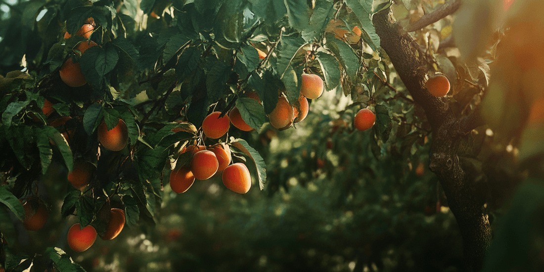 Ripe apricots hanging from tree branches