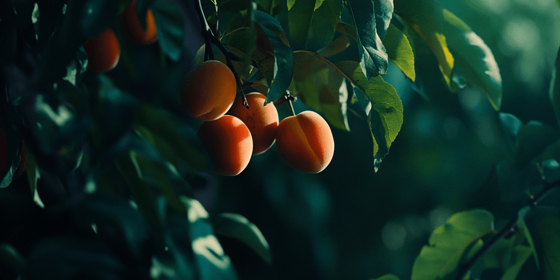 Watering and Fertilization for Apricot Trees - Grow Organic
