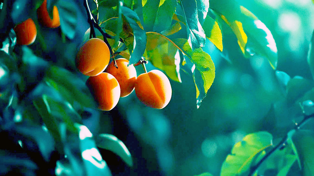 Ripe apricots hanging from a leafy tree branch