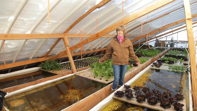 Man standing inside a greenhouse aquaponic system