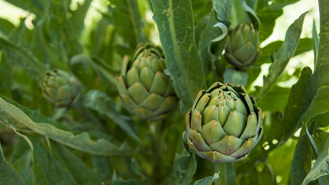 Green artichokes growing among large leaves