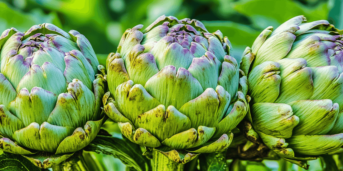 Green artichokes growing on a plant