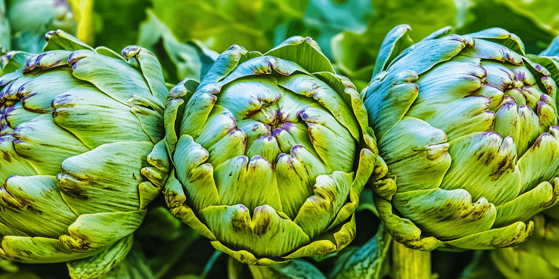Cluster of green artichokes