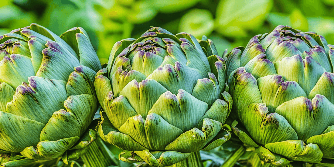 Culinary Uses of Artichoke Leaves and Stems: A Complete Guide - Grow Organic
